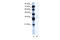 BMI1 Proto-Oncogene, Polycomb Ring Finger antibody, 28-036, ProSci, Enzyme Linked Immunosorbent Assay image 