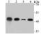 Creatine Kinase B antibody, NBP2-75446, Novus Biologicals, Western Blot image 