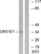 Olfactory receptor 51E1 antibody, LS-C120782, Lifespan Biosciences, Western Blot image 