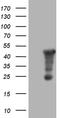 Amidohydrolase Domain Containing 1 antibody, MA5-27240, Invitrogen Antibodies, Western Blot image 