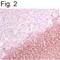 B Cell Receptor Associated Protein 31 antibody, NB100-74365, Novus Biologicals, Immunohistochemistry frozen image 