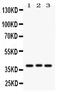 Wnt Family Member 2 antibody, PB9461, Boster Biological Technology, Western Blot image 