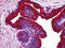 Breast Carcinoma Amplified Sequence 1 antibody, 51-730, ProSci, Immunohistochemistry frozen image 