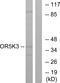 Olfactory Receptor Family 5 Subfamily K Member 3 antibody, GTX87339, GeneTex, Western Blot image 