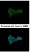 Dihydrolipoamide S-Succinyltransferase antibody, NBP1-31715, Novus Biologicals, Immunofluorescence image 