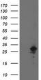 Adenylate kinase isoenzyme 4, mitochondrial antibody, CF503011, Origene, Western Blot image 