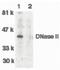 Deoxyribonuclease-2-alpha antibody, orb86758, Biorbyt, Western Blot image 