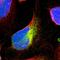 VAMP Associated Protein B And C antibody, HPA013144, Atlas Antibodies, Immunofluorescence image 
