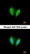 Succinate-CoA Ligase Alpha Subunit antibody, orb74211, Biorbyt, Immunofluorescence image 
