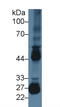 Stromelysin-2 antibody, LS-C720567, Lifespan Biosciences, Western Blot image 