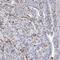 Spondin 2 antibody, FNab08188, FineTest, Immunohistochemistry frozen image 