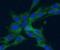 AIF1 antibody, FNab04096, FineTest, Immunofluorescence image 