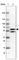 Transducin Beta Like 1 X-Linked Receptor 1 antibody, HPA019182, Atlas Antibodies, Western Blot image 