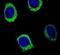 Amylase Alpha 2B (Pancreatic) antibody, PA5-24187, Invitrogen Antibodies, Immunofluorescence image 