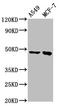 Estrogen Related Receptor Beta antibody, LS-C673452, Lifespan Biosciences, Western Blot image 