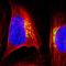 Golgi integral membrane protein 4 antibody, HPA001677, Atlas Antibodies, Immunofluorescence image 