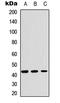 Chitinase 3 Like 1 antibody, LS-C354504, Lifespan Biosciences, Western Blot image 