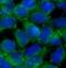 Angiomotin antibody, FNab09852, FineTest, Immunofluorescence image 