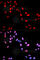 c-Myc antibody, AP0080, ABclonal Technology, Immunofluorescence image 