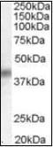 Dual Specificity Phosphatase 1 antibody, orb88418, Biorbyt, Western Blot image 