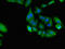SHOC2 Leucine Rich Repeat Scaffold Protein antibody, LS-C679454, Lifespan Biosciences, Immunofluorescence image 