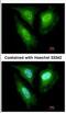 F-Box And Leucine Rich Repeat Protein 4 antibody, NBP2-16441, Novus Biologicals, Immunofluorescence image 