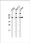 Heat Shock Protein Family A (Hsp70) Member 14 antibody, PA5-72469, Invitrogen Antibodies, Western Blot image 
