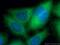 Calvasculin antibody, 66489-1-Ig, Proteintech Group, Immunofluorescence image 