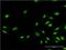 Histone-lysine N-methyltransferase EHMT1 antibody, H00079813-M04, Novus Biologicals, Immunocytochemistry image 