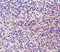 CD180 antigen antibody, 3841, ProSci, Immunohistochemistry frozen image 