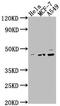 PKAc alpha antibody, CSB-PA018688LA01HU, Cusabio, Western Blot image 