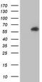 Akt antibody, TA504234S, Origene, Western Blot image 