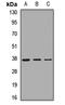 G protein subunit beta-2 antibody, LS-C667827, Lifespan Biosciences, Western Blot image 