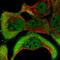 NK-tumor recognition protein antibody, HPA022120, Atlas Antibodies, Immunofluorescence image 