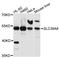 Solute Carrier Family 39 Member 8 antibody, abx126582, Abbexa, Western Blot image 