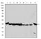 Cyclin Dependent Kinase 1 antibody, AM06593SU-N, Origene, Western Blot image 