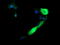 Anaphase-promoting complex subunit 11 antibody, LS-C174743, Lifespan Biosciences, Immunofluorescence image 