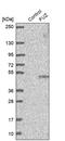 Fuzzy Planar Cell Polarity Protein antibody, PA5-59724, Invitrogen Antibodies, Western Blot image 