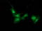 Signal Transducer And Activator Of Transcription 4 antibody, TA502939, Origene, Immunofluorescence image 