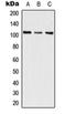 Splicing Factor SWAP antibody, orb214567, Biorbyt, Western Blot image 