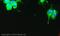 GAD67 antibody, ab26116, Abcam, Immunofluorescence image 