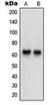 Neurotrimin antibody, orb215163, Biorbyt, Western Blot image 