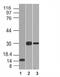 Chymotrypsin Like Elastase 3B antibody, 33-361, ProSci, Western Blot image 