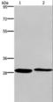 Cleavage And Polyadenylation Specific Factor 4 antibody, LS-C404837, Lifespan Biosciences, Western Blot image 