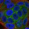 Kelch Like Family Member 36 antibody, PA5-54794, Invitrogen Antibodies, Immunofluorescence image 