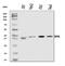 Diphthamide Biosynthesis 5 antibody, A11989-1, Boster Biological Technology, Western Blot image 