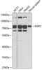 Arginyl-tRNA synthetase, cytoplasmic antibody, 22-116, ProSci, Western Blot image 