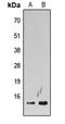 H2A Histone Family Member Z antibody, LS-C359008, Lifespan Biosciences, Western Blot image 