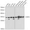 Small Nuclear Ribonucleoprotein Polypeptide A antibody, GTX55804, GeneTex, Western Blot image 