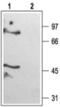 Potassium channel subfamily K member 6 antibody, PA5-77601, Invitrogen Antibodies, Western Blot image 